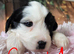 Tibetan Terrier puppies