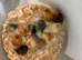 Pure bred Pekin chicks