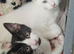 I have 2 blk/white kittens to be re homed