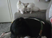 2 gorgeous ragdoll kittens