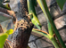 Emerald green tree skinks