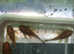 Super Red Bristlenose Pleco medium size 3-4 cm. Gender not determined. Fast delivery within mainland UK.