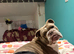 English Bulldog