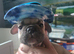 French Bulldog Puppy ready Now