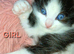Ragdoll cross kittens