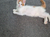 Maine coon kittens