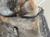 Cane corso puppies