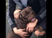 Bulldog