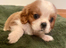 KC reg Champion Bloodline Cavalier King Charles Spaniel Puppies