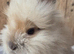 Baby lion head girl
