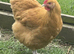 Buff Orpington (Large Fowl) Hatching eggs