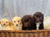 Beautiful F1 Cavapoo Puppies