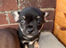 Chihuahua puppies