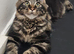 Maine Coon boy kitten
