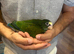 Baby hand reared white caped Pionus