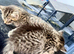 British long hair x Maine coon kittens so adorable