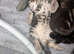 3 kittens