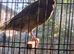 Yorkshire canary for new home