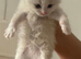 Ragdoll kittens