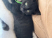 2 kittens looking for loving homes