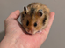 Pedigree hamsters.