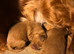 Gorgeous fox red cavapoo puppies