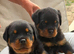 Serbian blooded Rottwiler pups