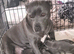 KC registered blue staffy