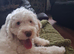 beautifull cockerpoo boy