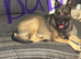 German Shepard puppies