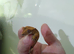 Crested gecko for sale