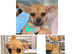Chihuahuas for sale