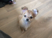 Tea cup chihuahua