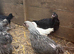 Section of pullets