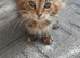Mainecoon kittens for sale