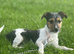 Beautiful girl in need of a loving home