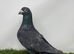 Coloured Racing Pigeon