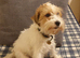 Rare Opportunity To Obtain Fully Trained Parson Terrier.