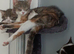 2 kittens ready for their forever homes