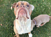7 Olde English bulldog puppies for sale