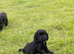 Show type  cocker spaniel