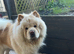 5 yr old in tact male chow chow
