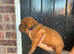 Dogue de bordeaux puppies