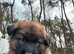 German shepherd pups
