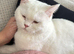 White femaleness British shorthair needs rehoming