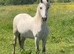 2 year old filly
