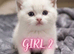 Champion bloodline Ragdolls