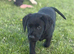Black Labrador