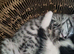 8 week old grey striped female