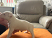 beautiful litter with champion blood lines